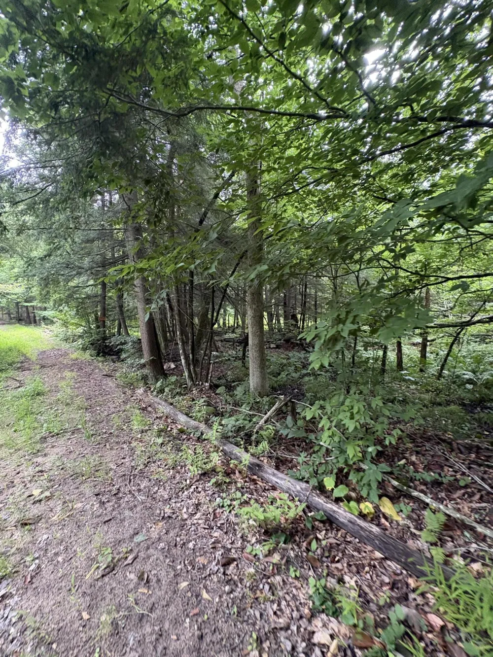 5 Mile Road Morley, MI 49336