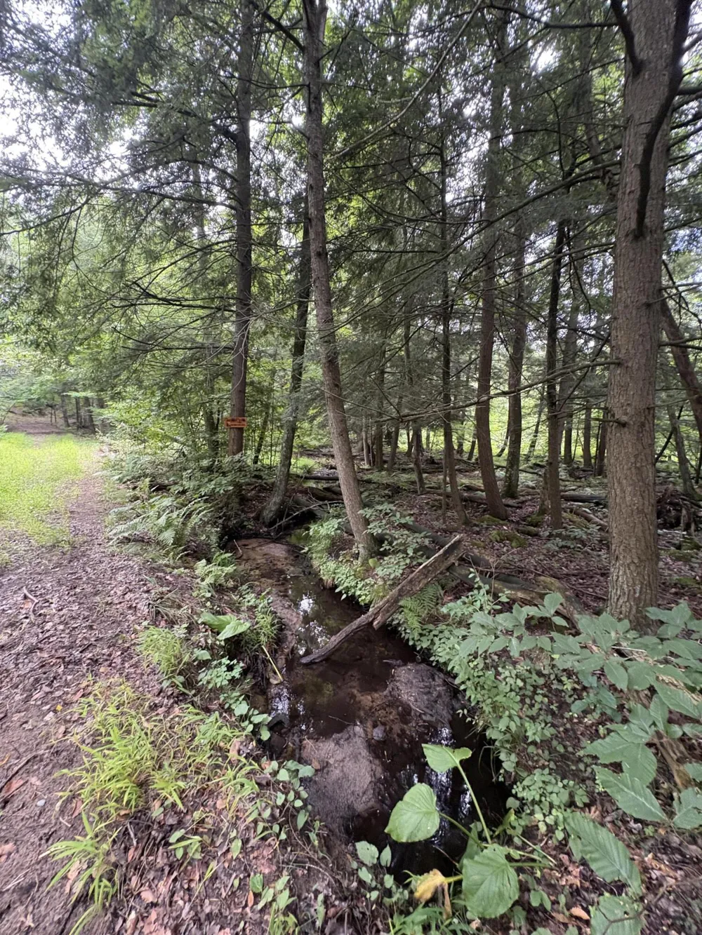 5 Mile Road Morley, MI 49336
