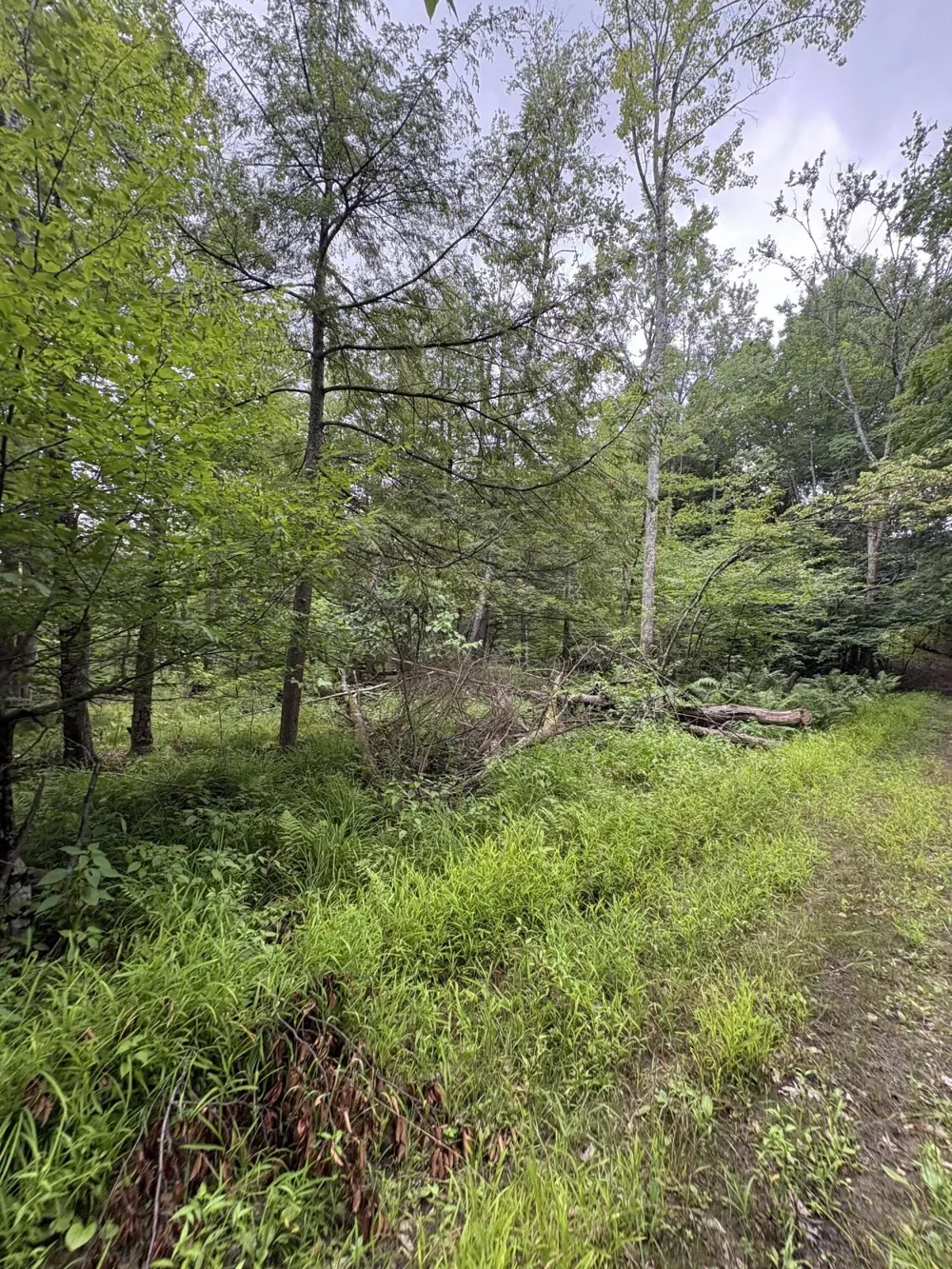 5 Mile Road Morley, MI 49336
