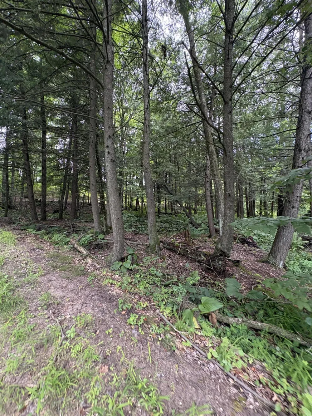 5 Mile Road Morley, MI 49336