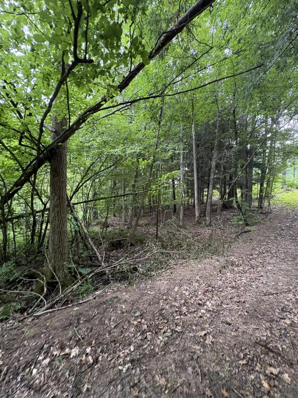 5 Mile Road Morley, MI 49336