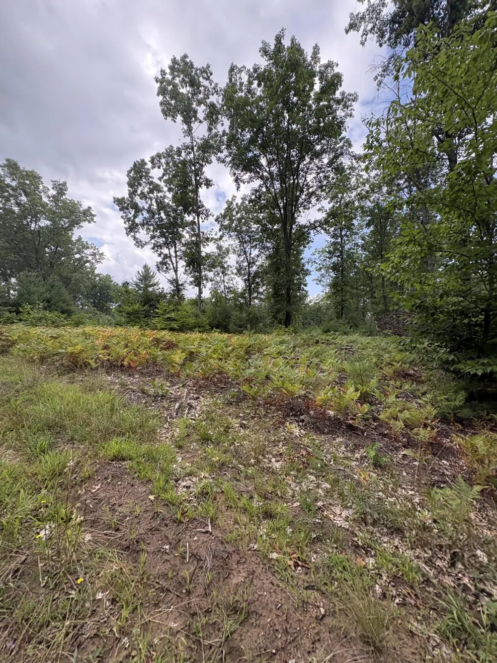 5 Mile Road Morley, MI 49336