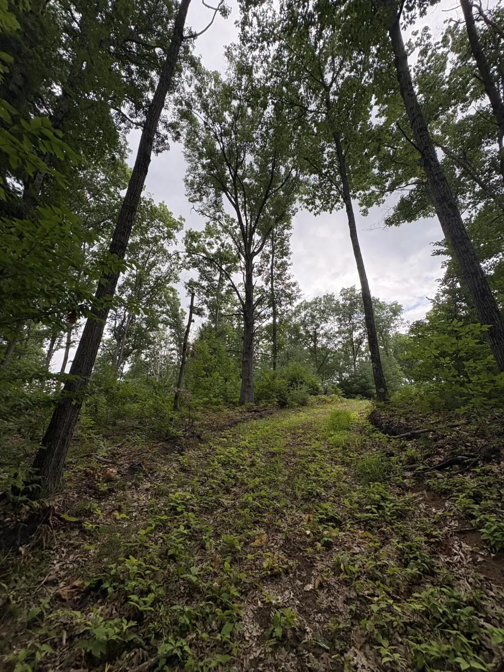 5 Mile Road Morley, MI 49336