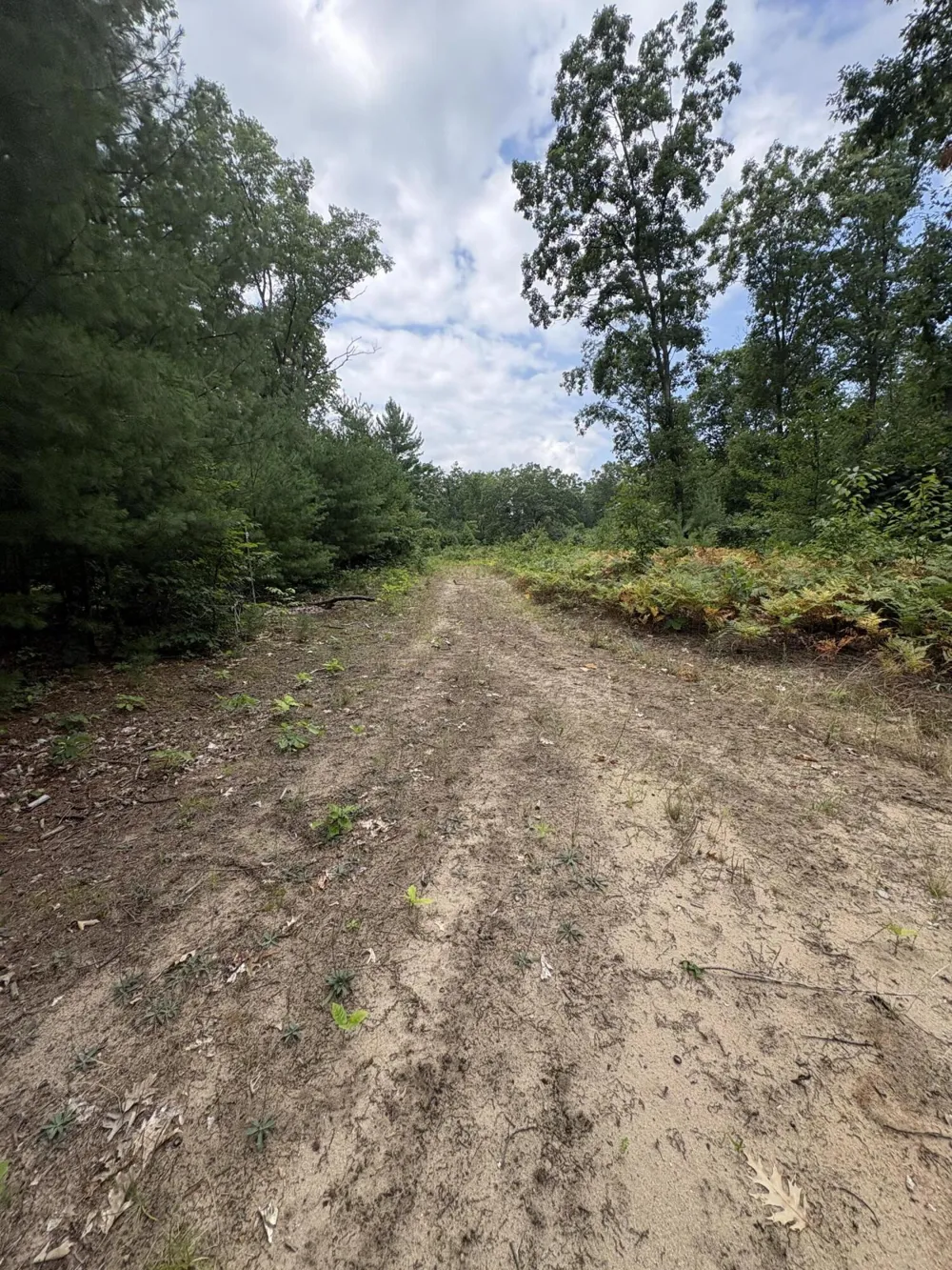 5 Mile Road Morley, MI 49336