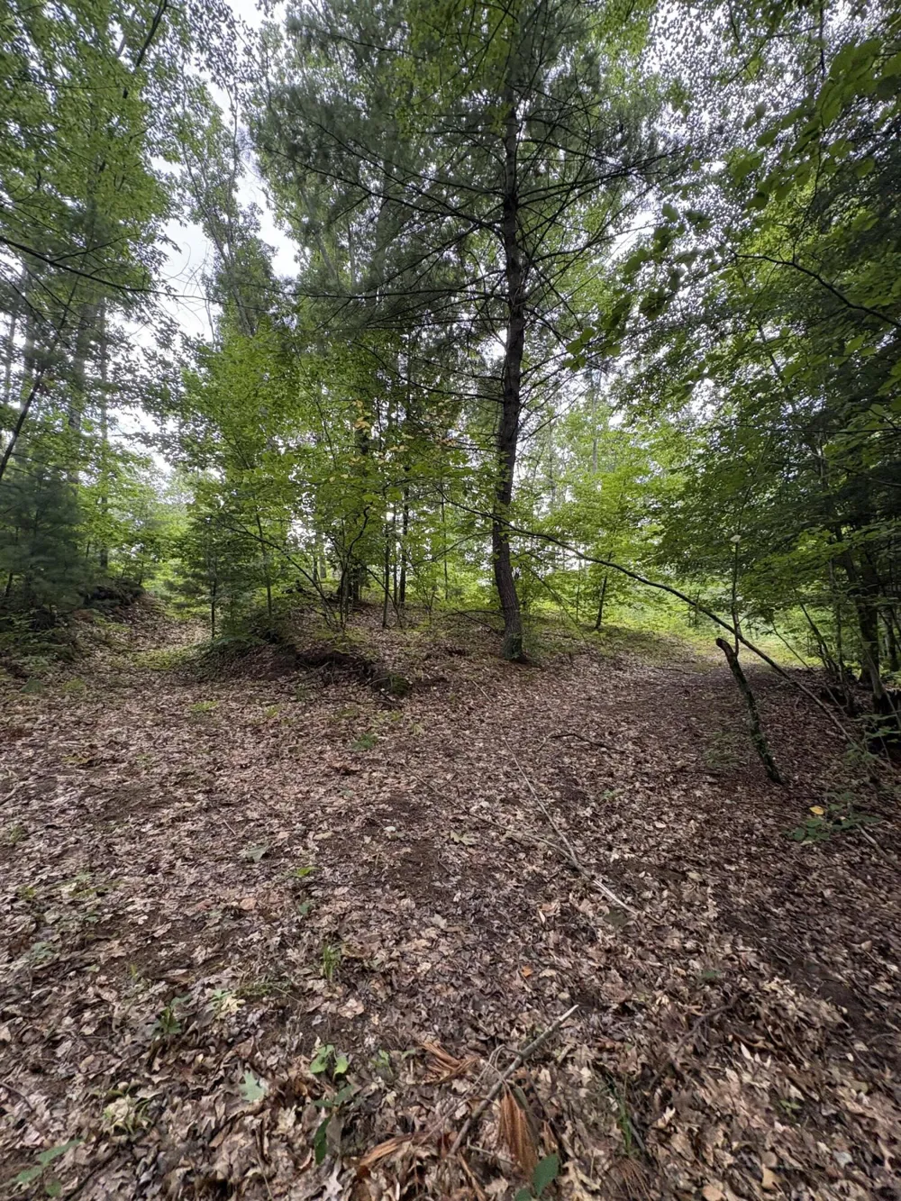 5 Mile Road Morley, MI 49336