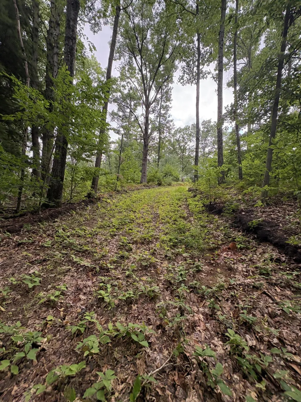 5 Mile Road Morley, MI 49336