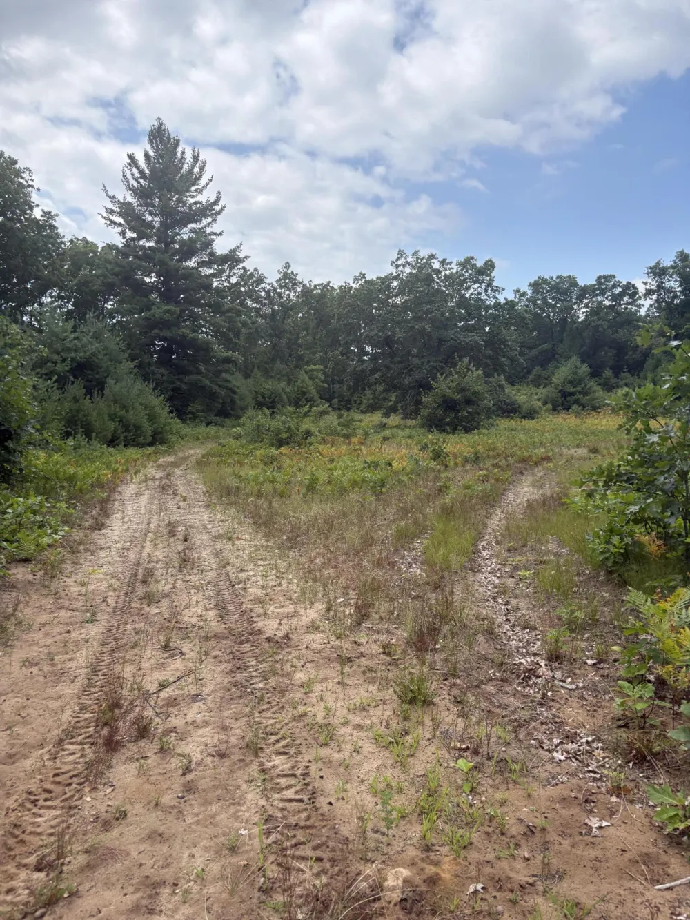 5 Mile Road Morley, MI 49336