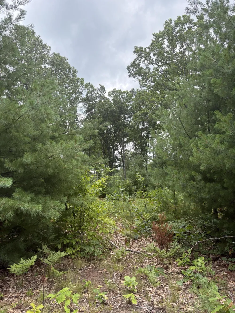 5 Mile Road Morley, MI 49336