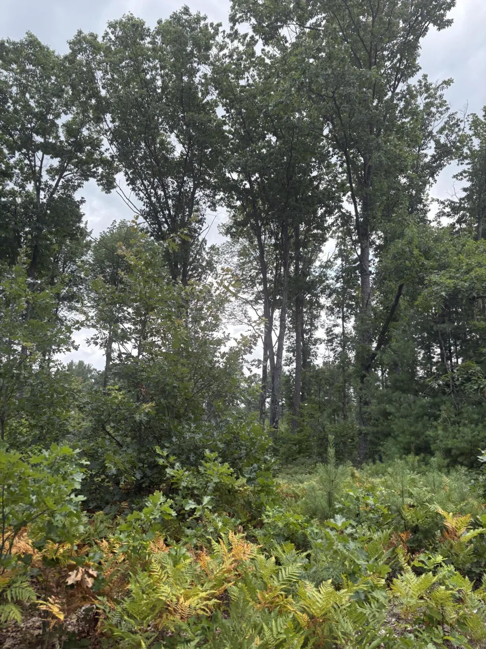 5 Mile Road Morley, MI 49336
