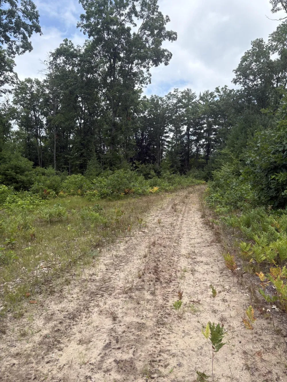 5 Mile Road Morley, MI 49336