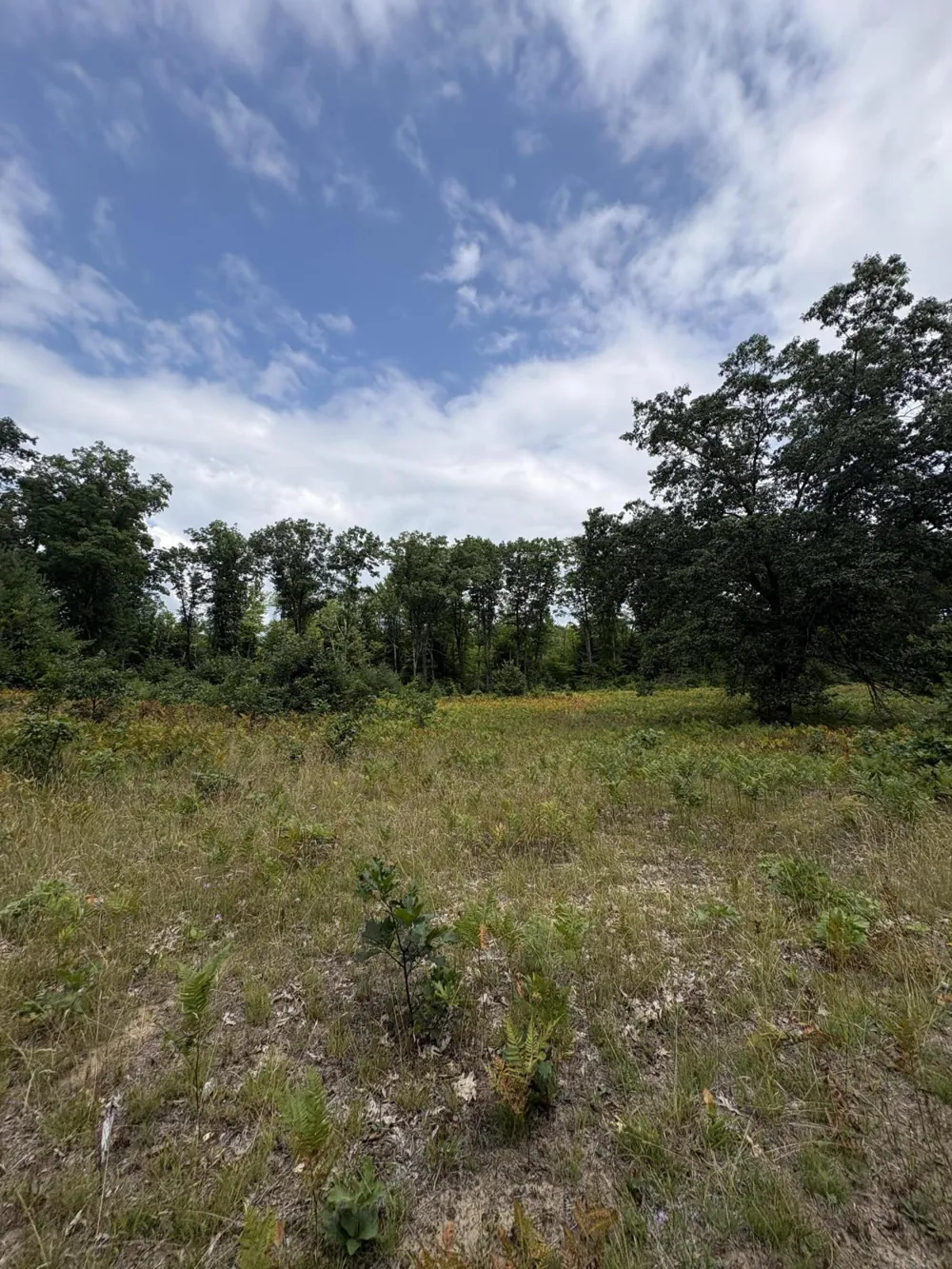 5 Mile Road Morley, MI 49336