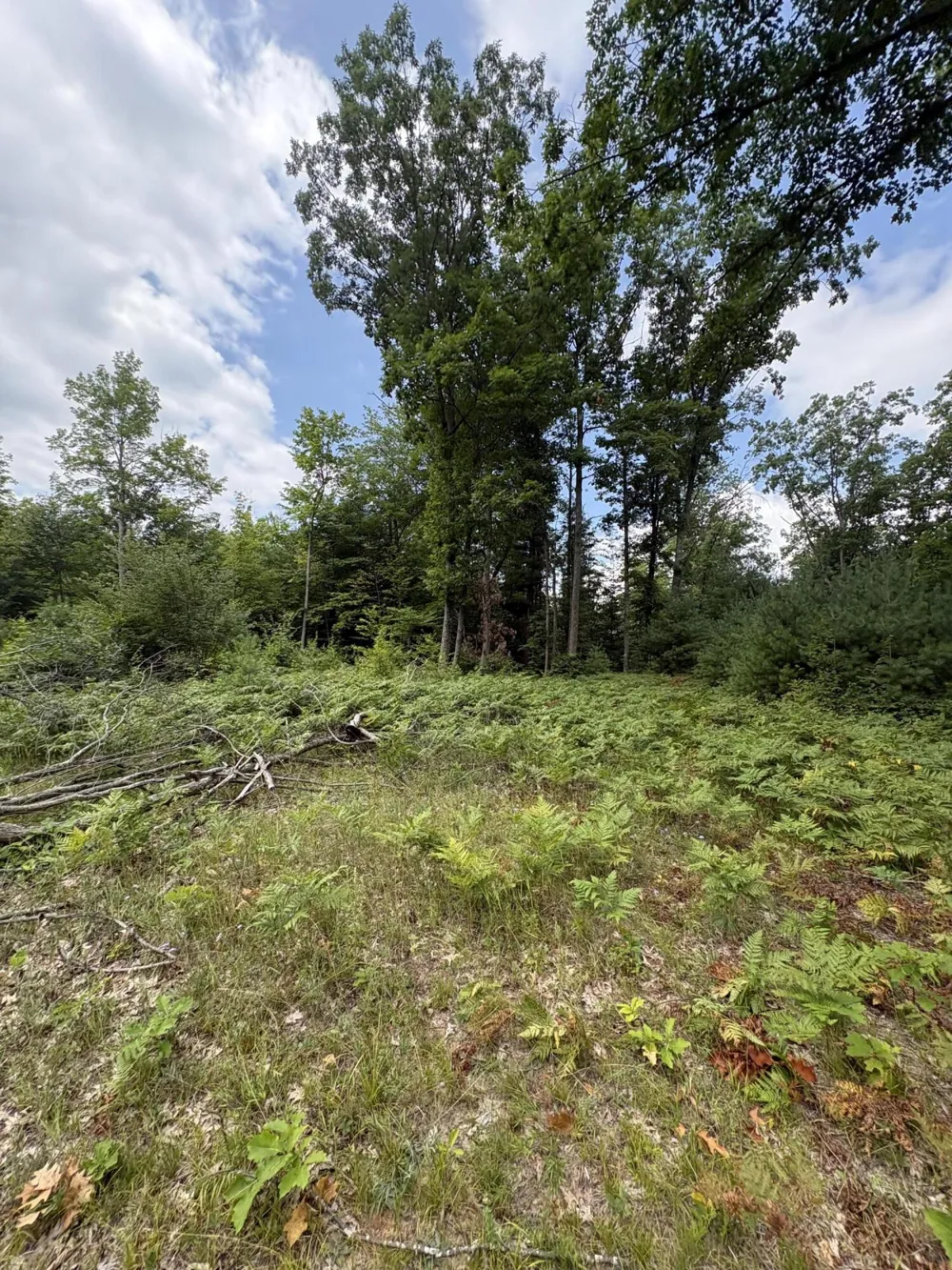 5 Mile Road Morley, MI 49336