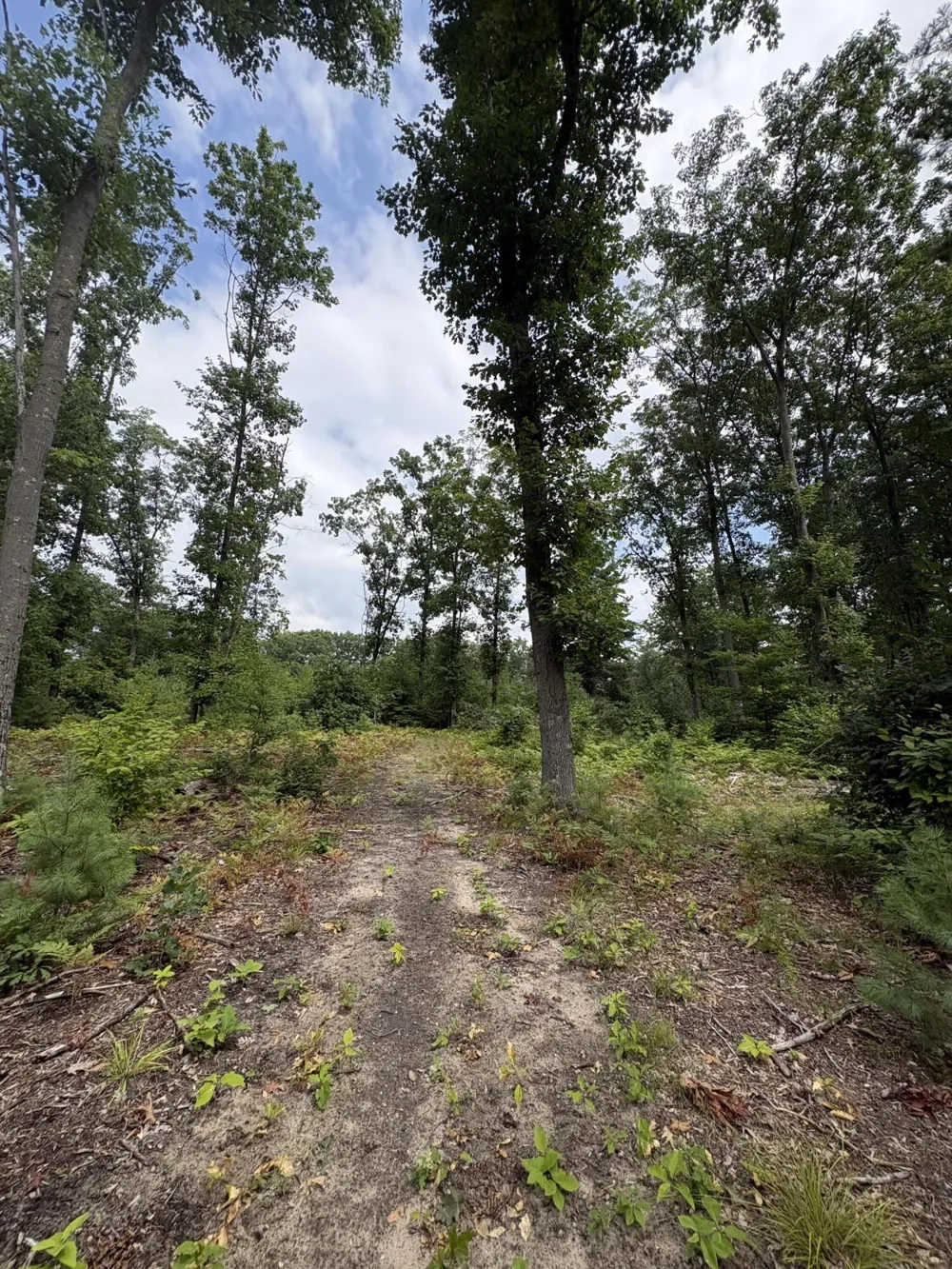 5 Mile Road Morley, MI 49336