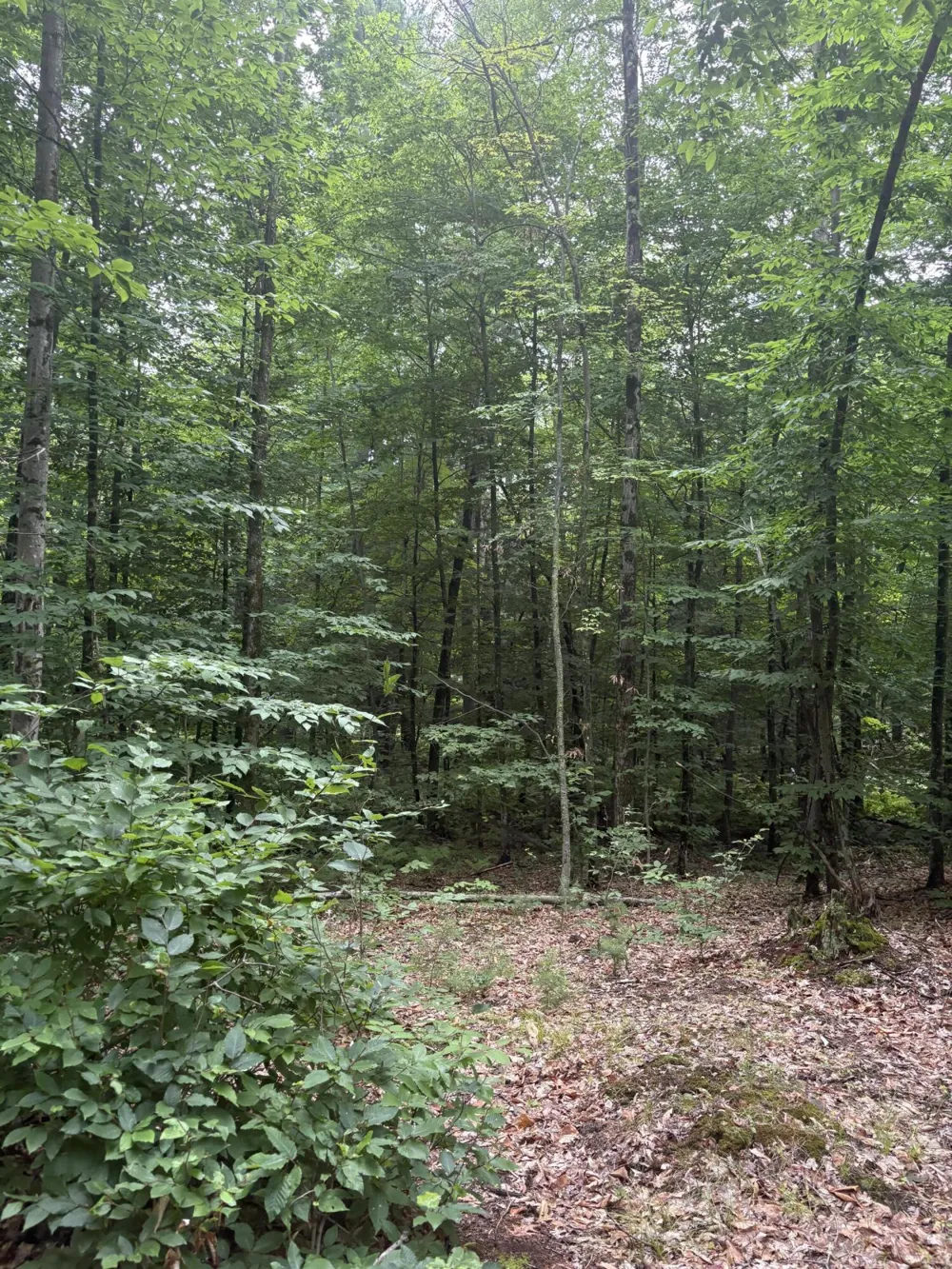 5 Mile Road Morley, MI 49336