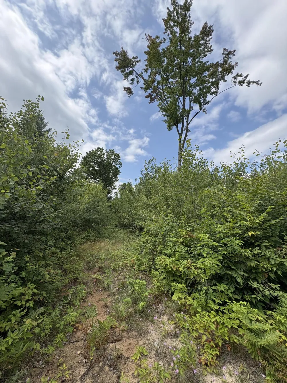 5 Mile Road Morley, MI 49336