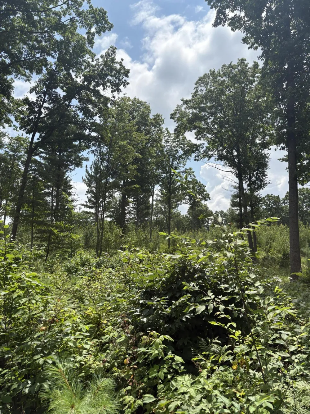 5 Mile Road Morley, MI 49336