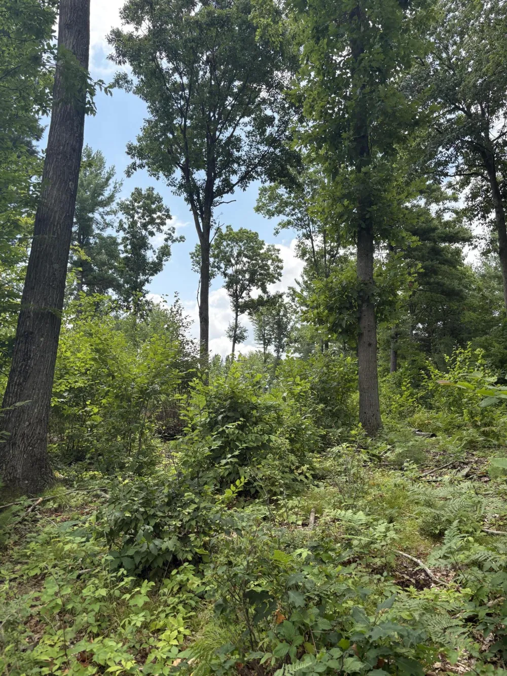 5 Mile Road Morley, MI 49336