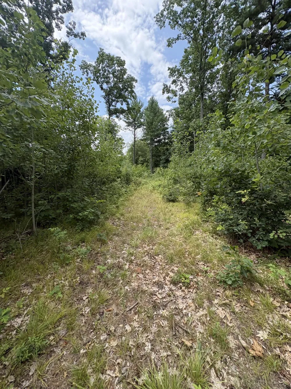 5 Mile Road Morley, MI 49336
