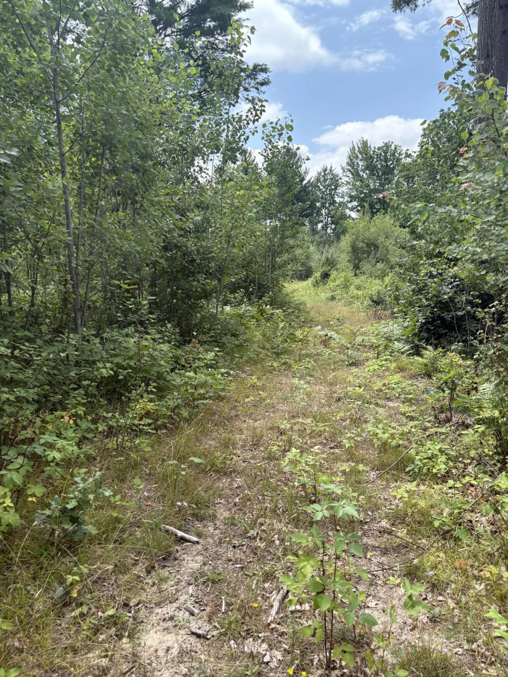 5 Mile Road Morley, MI 49336