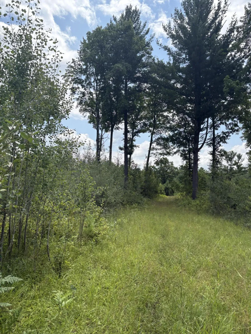 5 Mile Road Morley, MI 49336