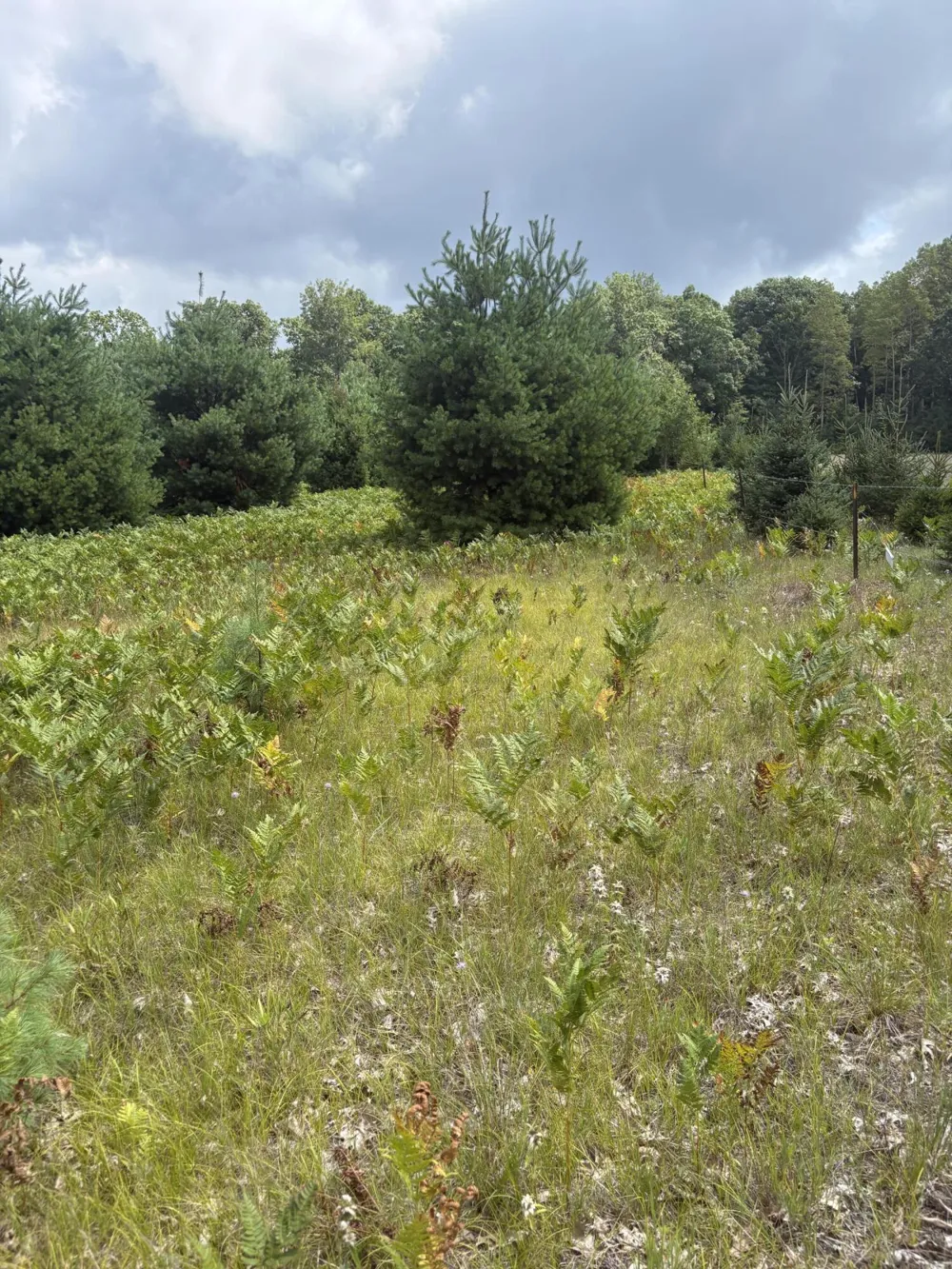 5 Mile Road Morley, MI 49336