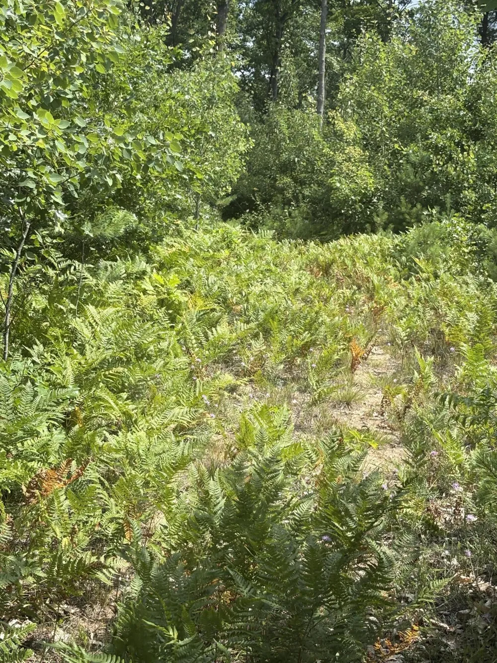 5 Mile Road Morley, MI 49336