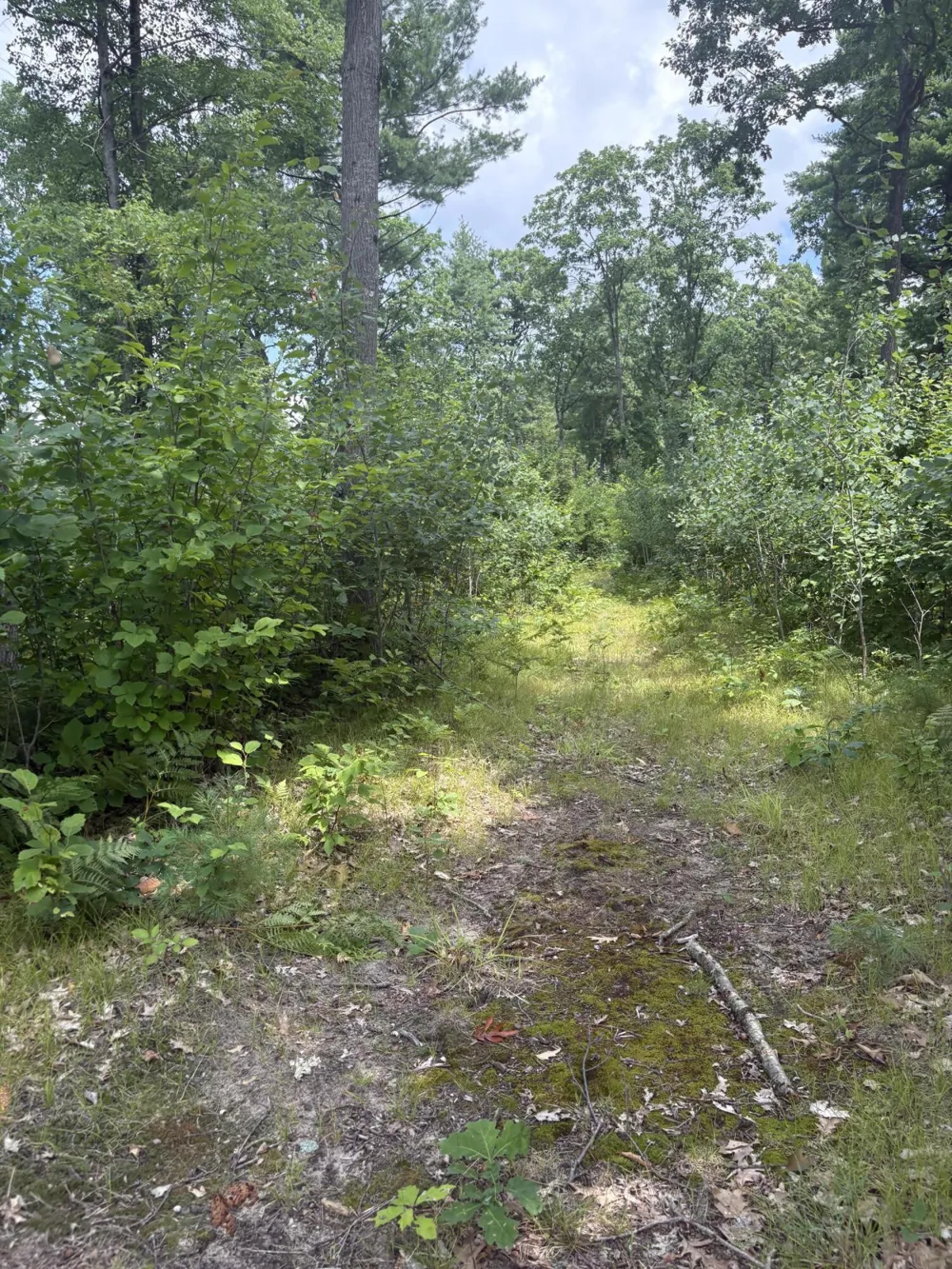 5 Mile Road Morley, MI 49336