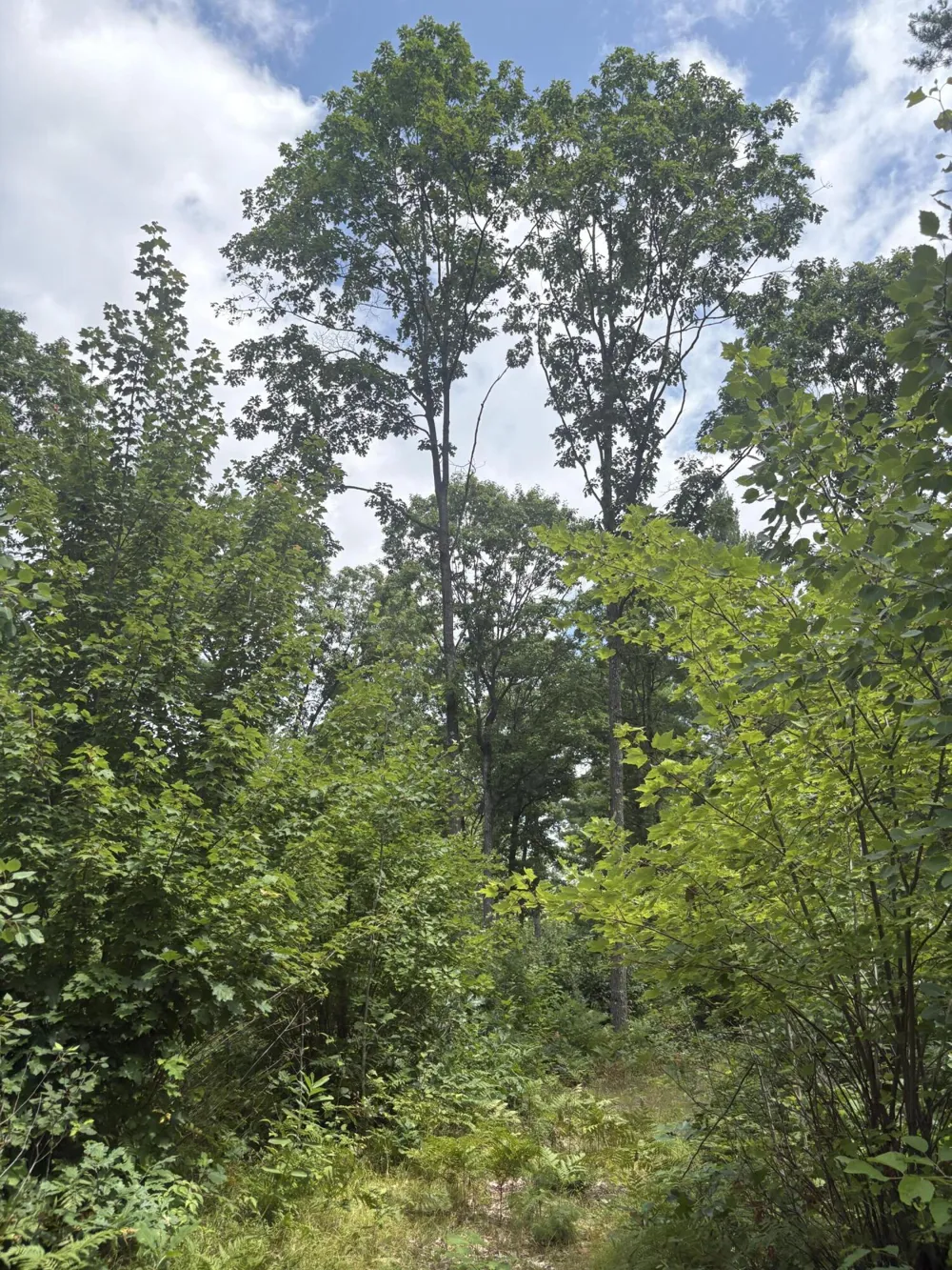 5 Mile Road Morley, MI 49336