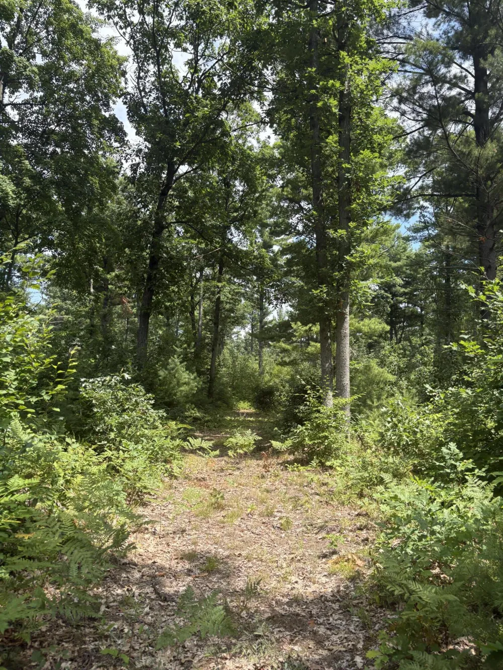5 Mile Road Morley, MI 49336