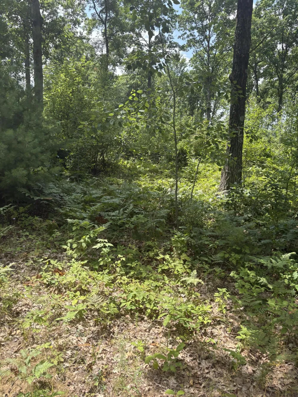5 Mile Road Morley, MI 49336