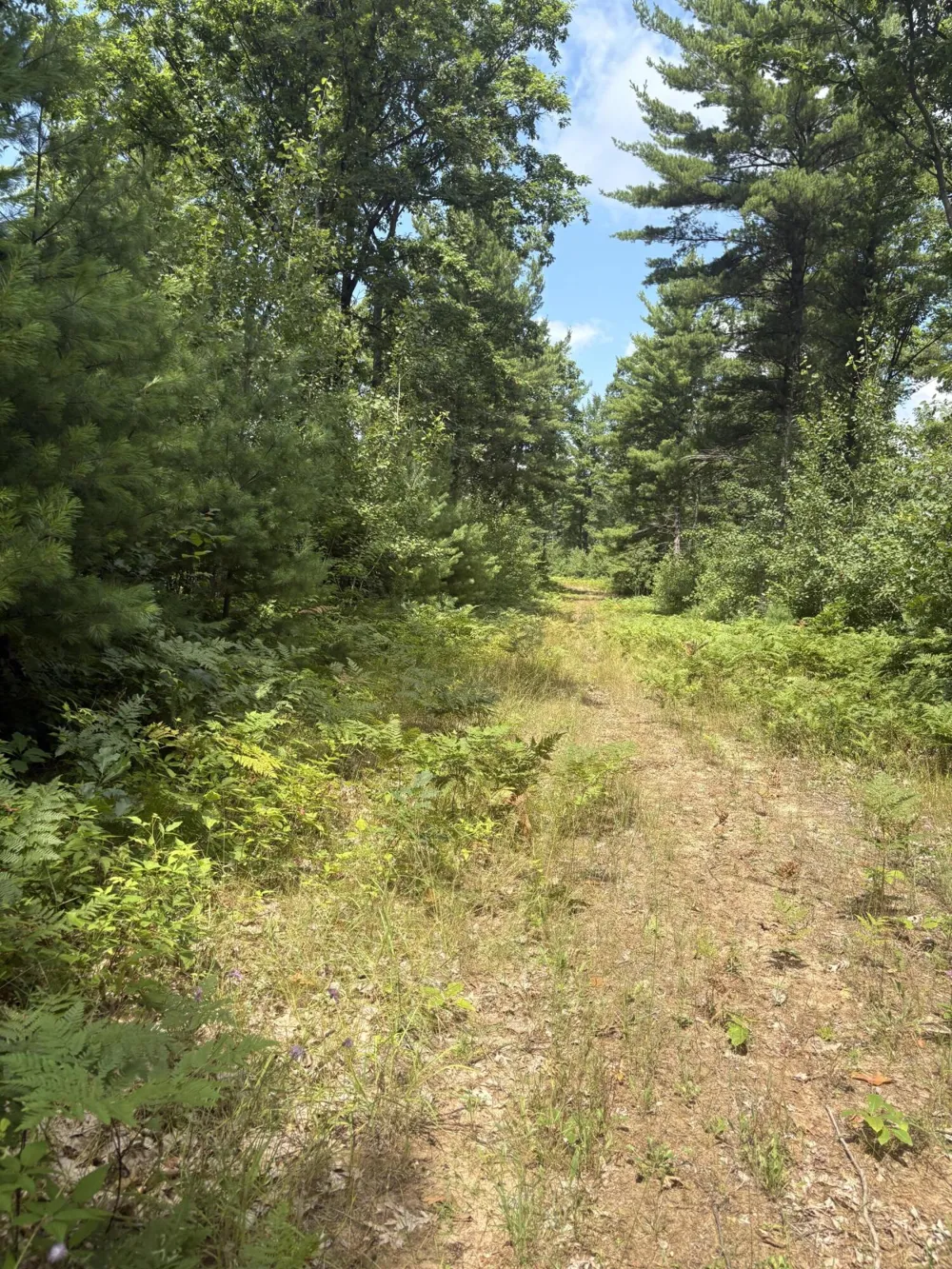 5 Mile Road Morley, MI 49336