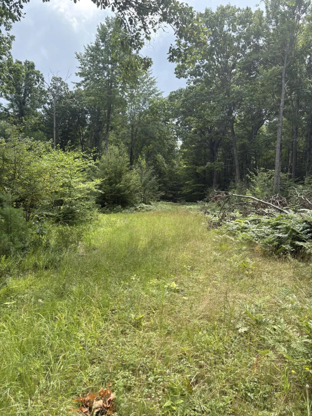 5 Mile Road Morley, MI 49336