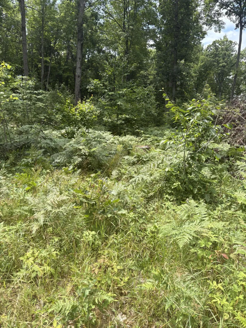 5 Mile Road Morley, MI 49336