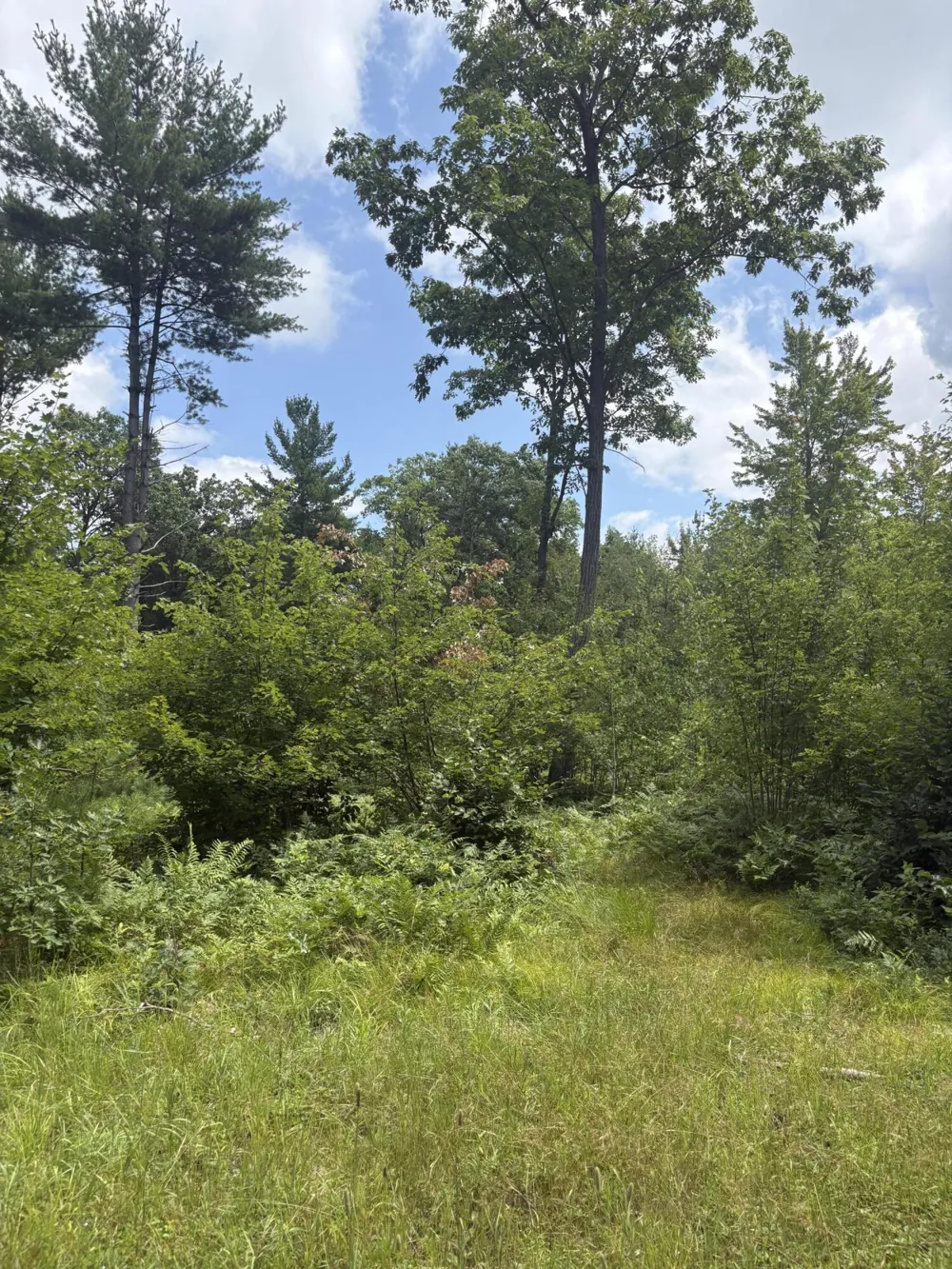 5 Mile Road Morley, MI 49336