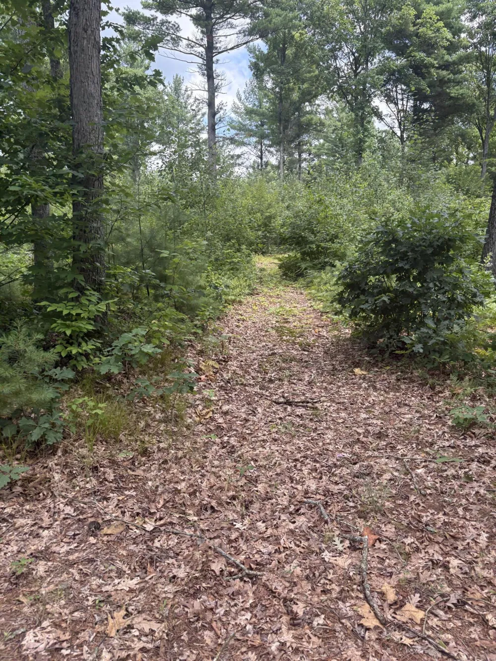 5 Mile Road Morley, MI 49336