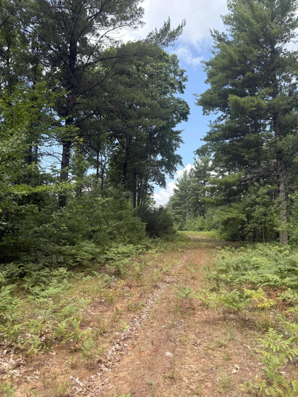 5 Mile Road Morley, MI 49336