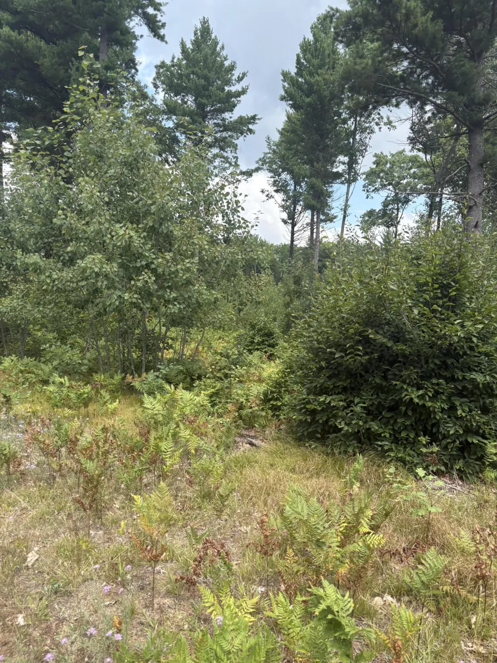 5 Mile Road Morley, MI 49336