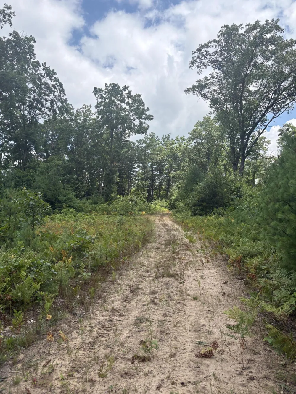 5 Mile Road Morley, MI 49336