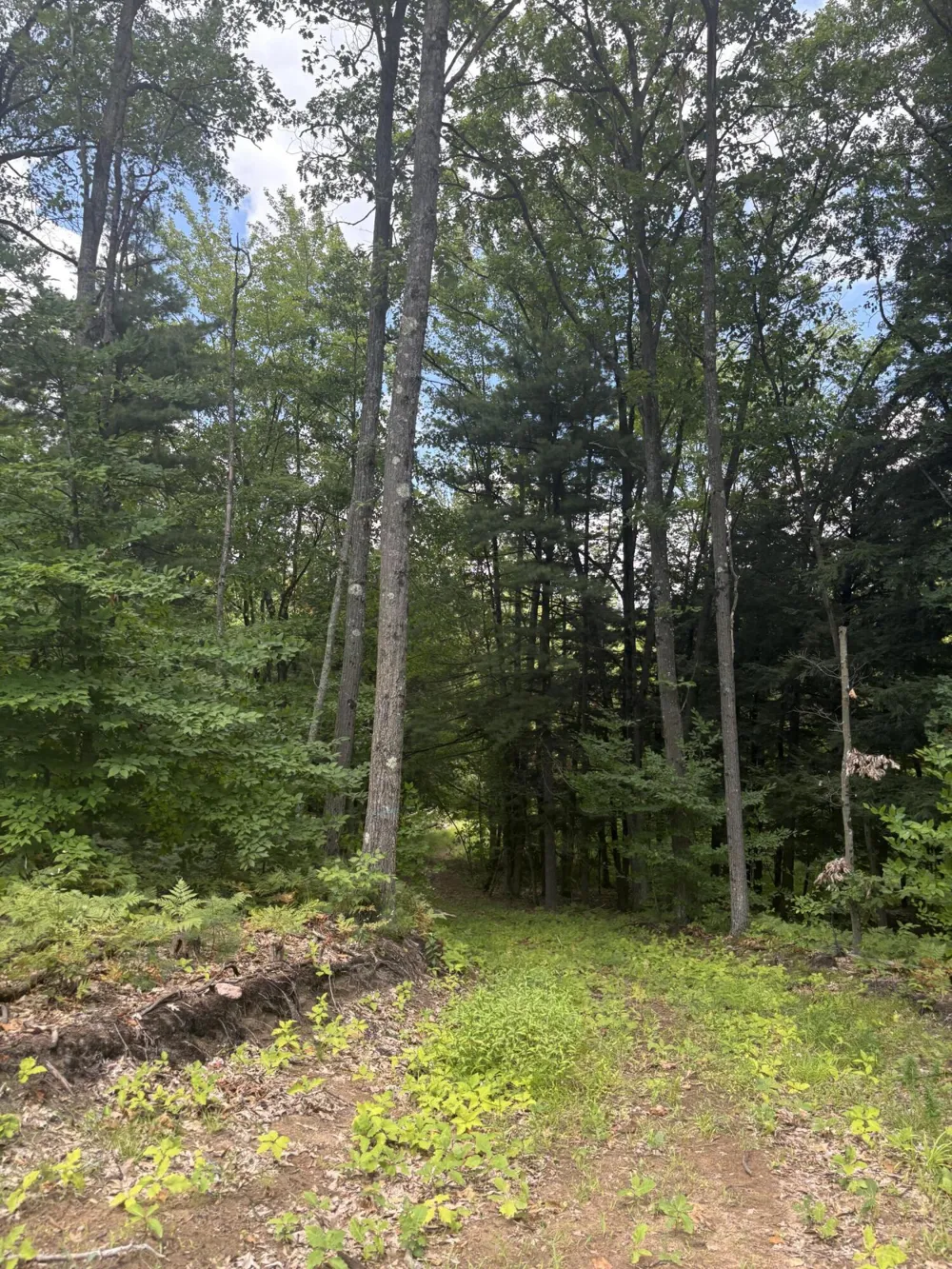 5 Mile Road Morley, MI 49336