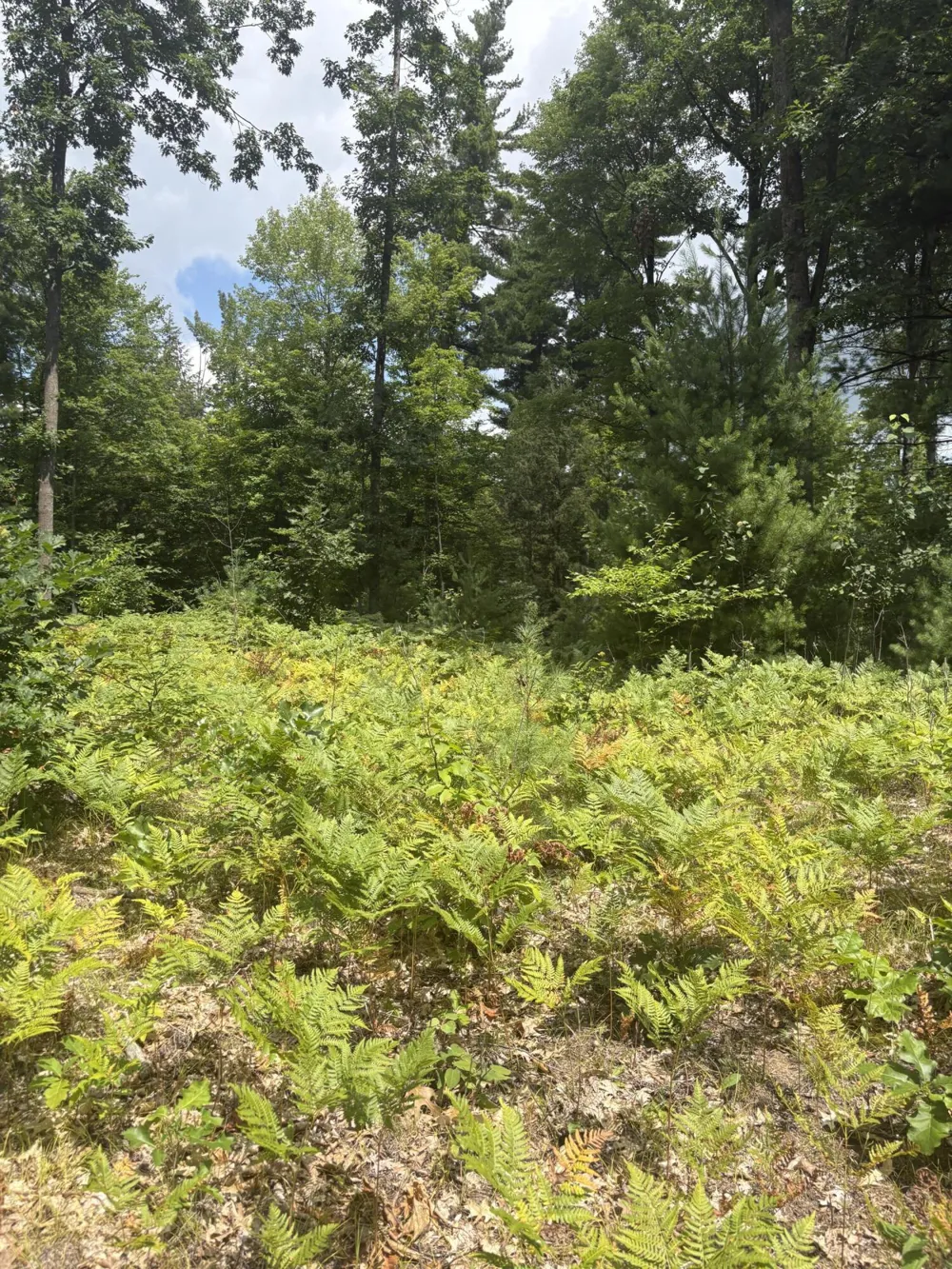 5 Mile Road Morley, MI 49336