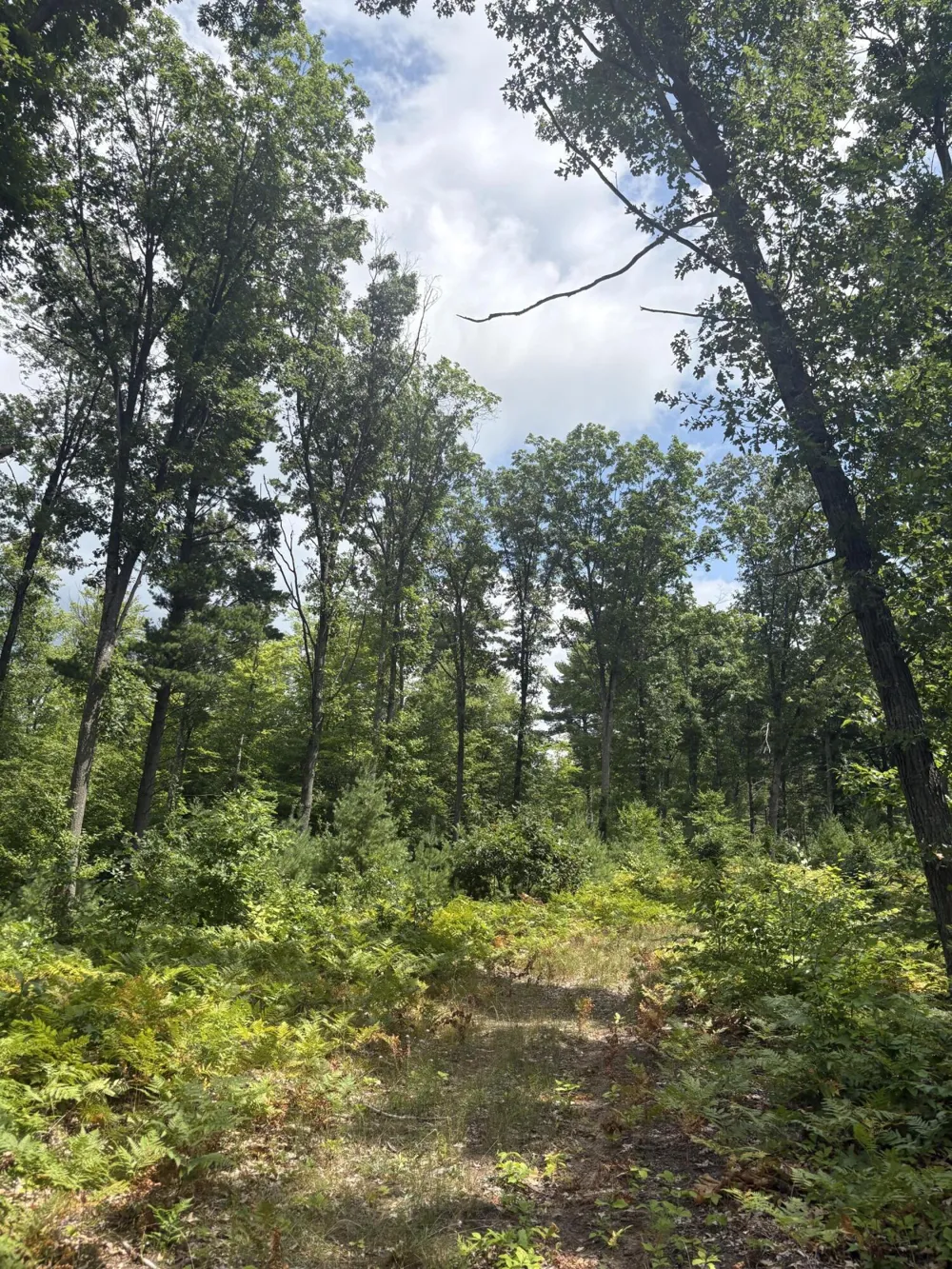 5 Mile Road Morley, MI 49336