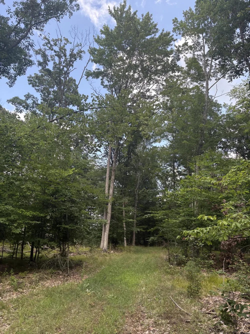 5 Mile Road Morley, MI 49336