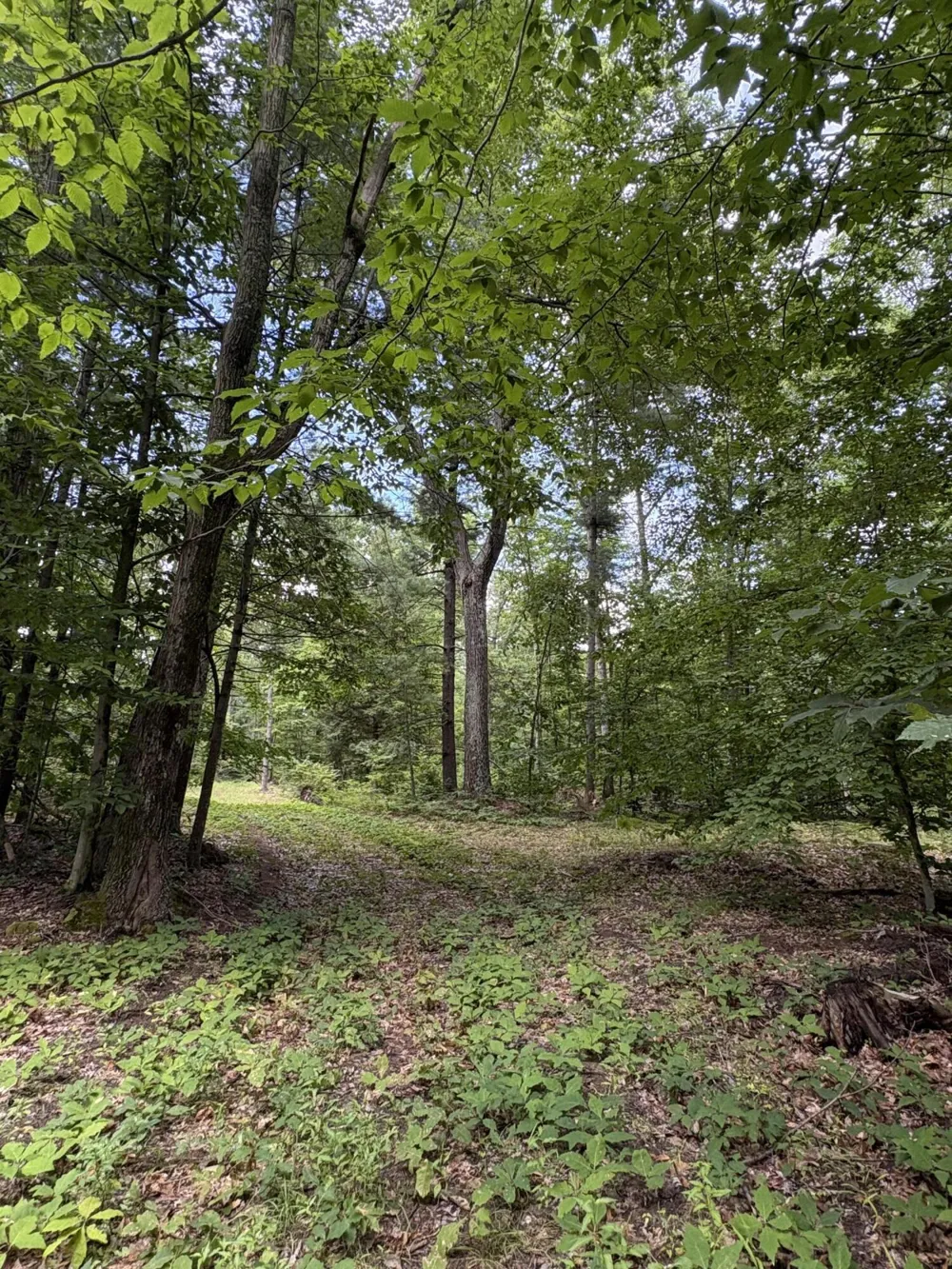 5 Mile Road Morley, MI 49336