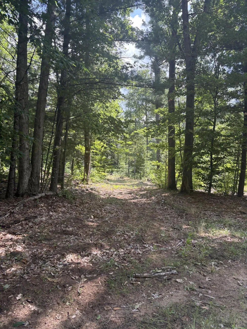 5 Mile Road Morley, MI 49336