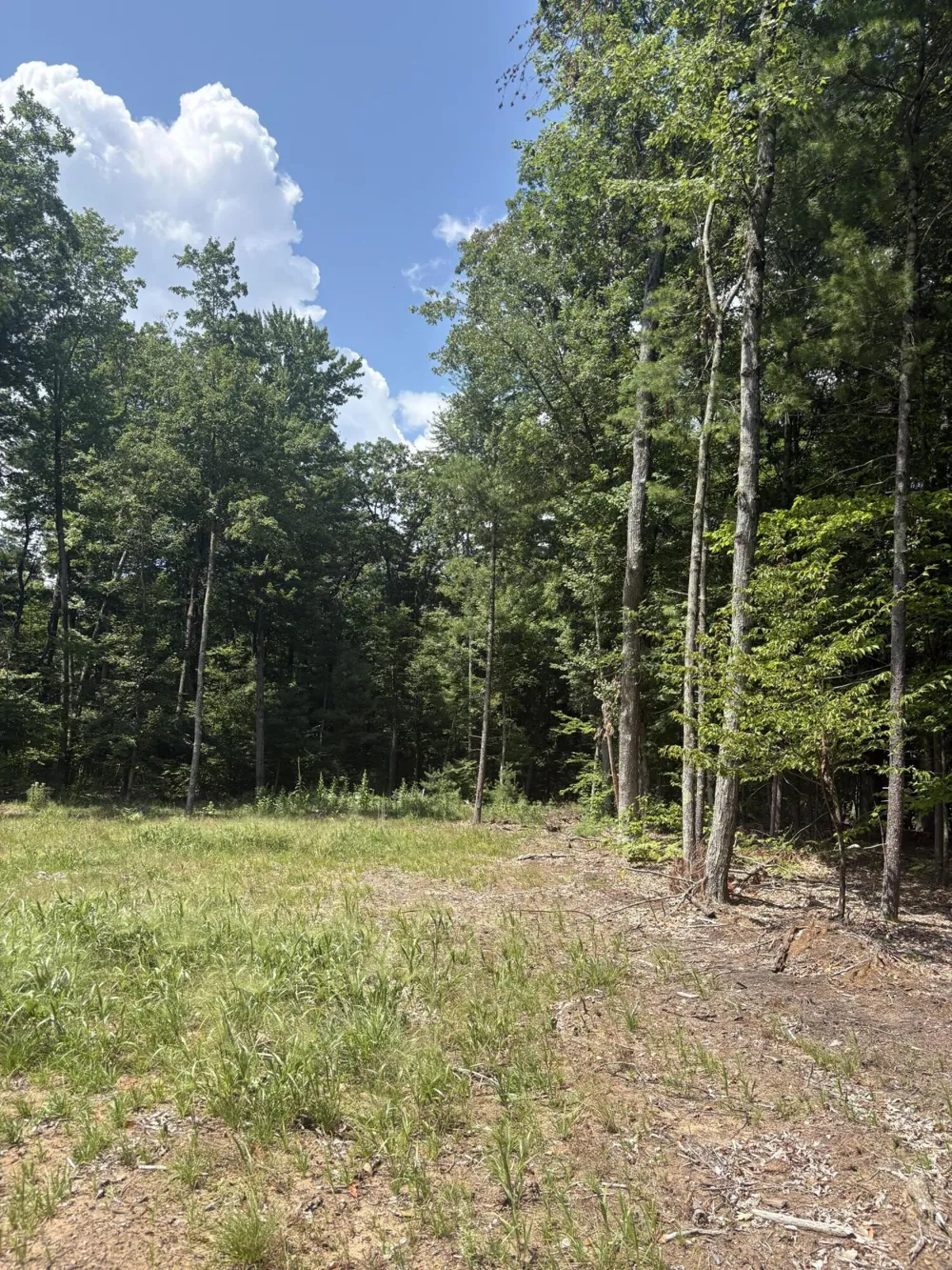 5 Mile Road Morley, MI 49336
