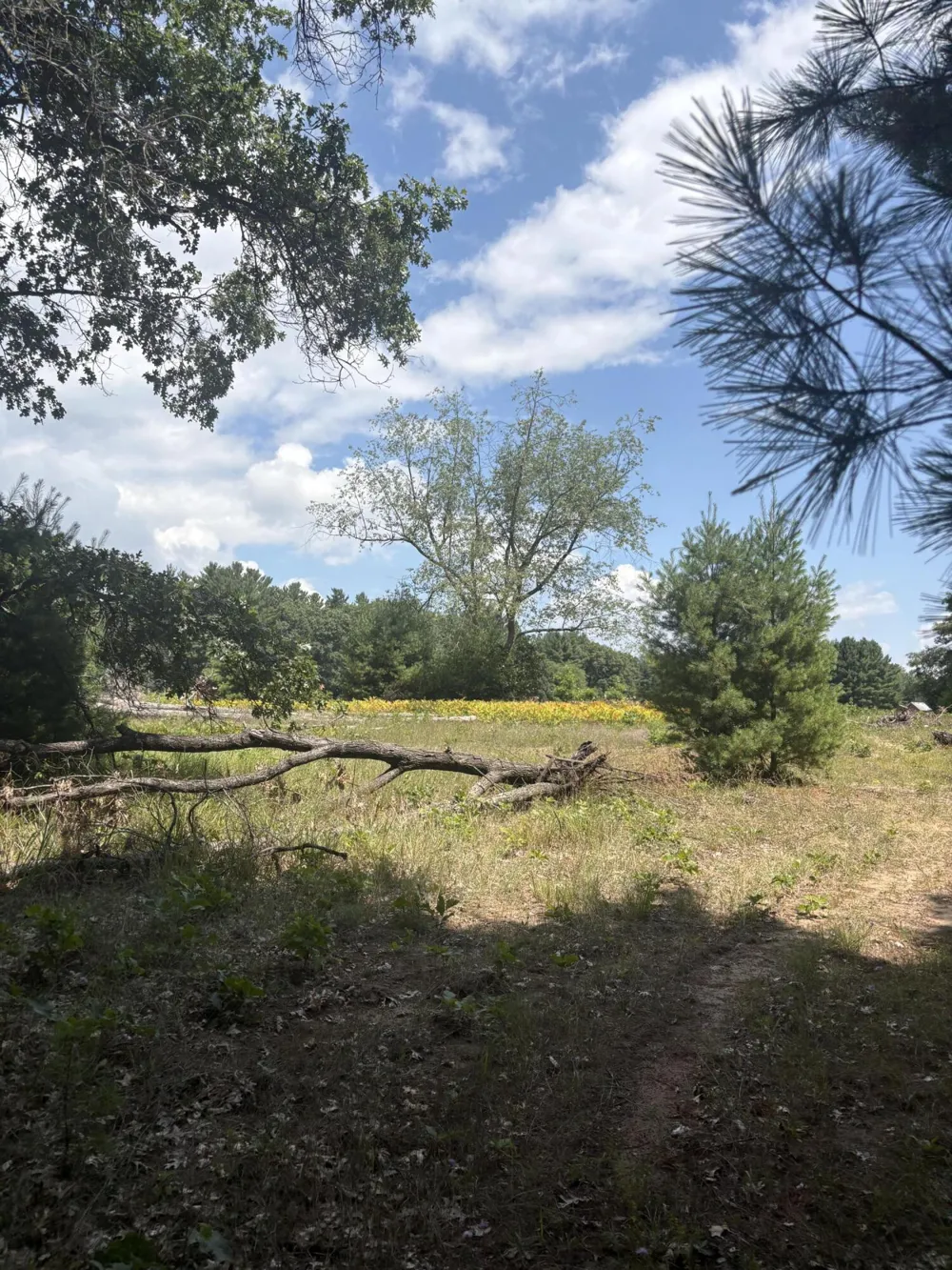 5 Mile Road Morley, MI 49336