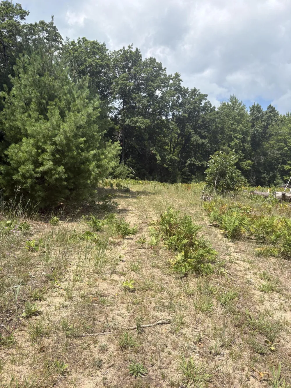 5 Mile Road Morley, MI 49336