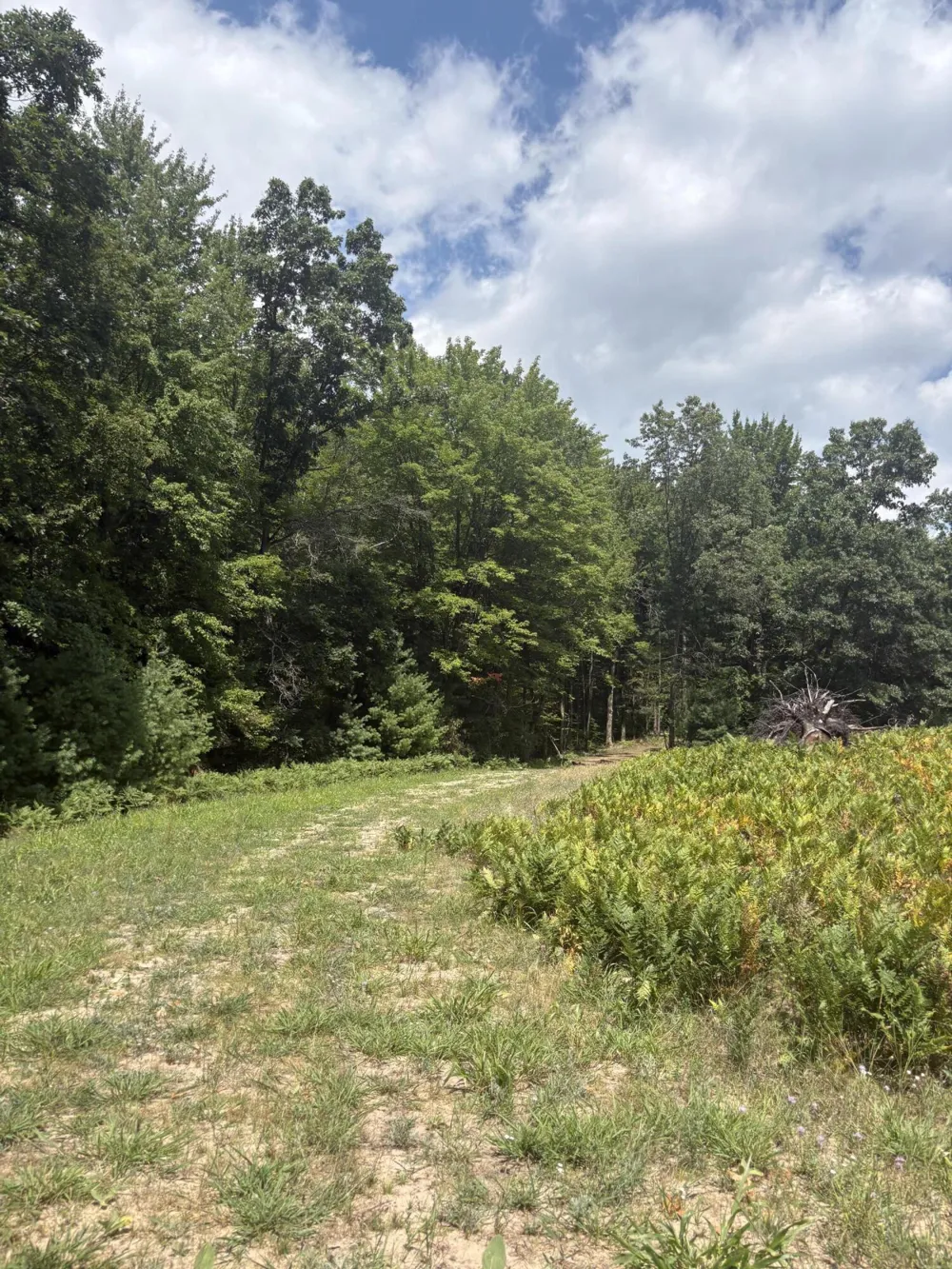5 Mile Road Morley, MI 49336