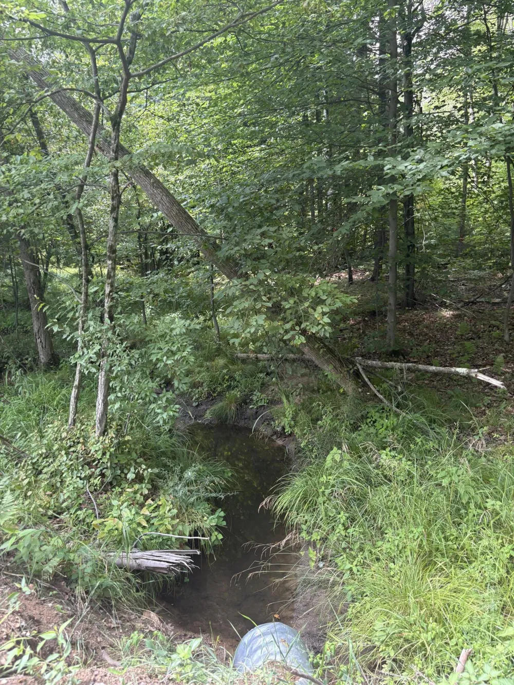 5 Mile Road Morley, MI 49336