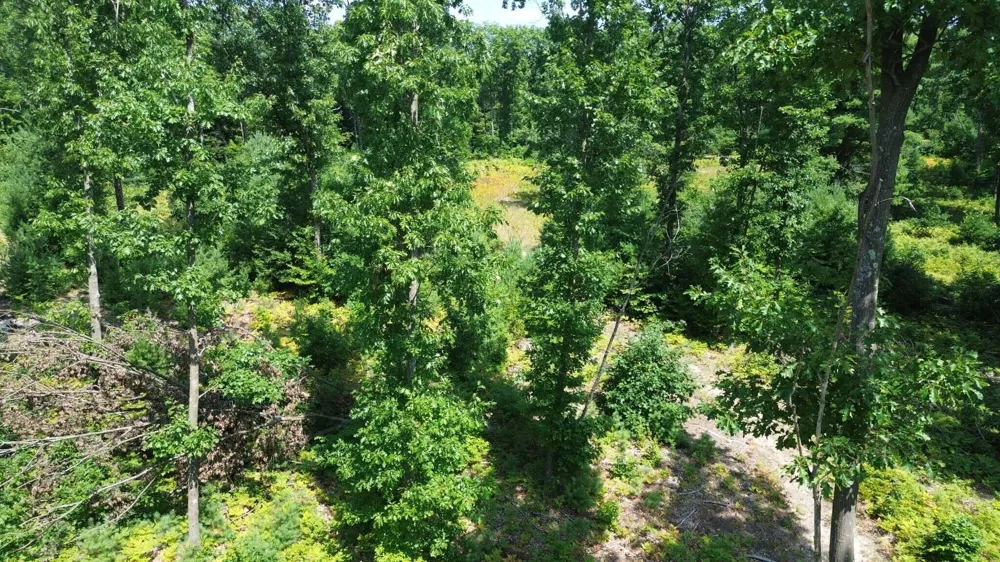 5 Mile Road Morley, MI 49336